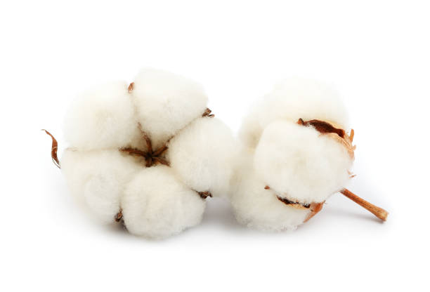 istock Cotton plant  two flowers 984305050
