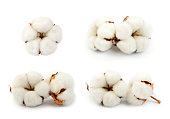 pflanze-blumen-baumwolle.jpg?b=1&s=170x170&k=20&c=uB7wtJJZ9FbxcwfcWyM76-4QXWyRJqxFuocMBxKhffY=