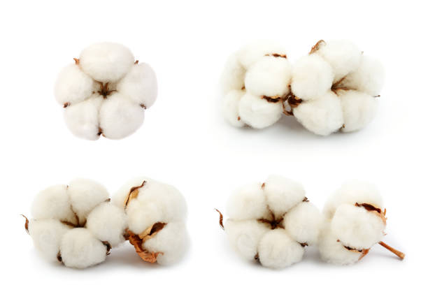 istock Cotton plant  flowers 984305566