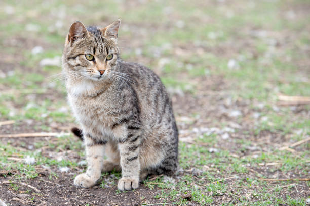 istock Cat with stripes sits on the ground in the open space 984305598