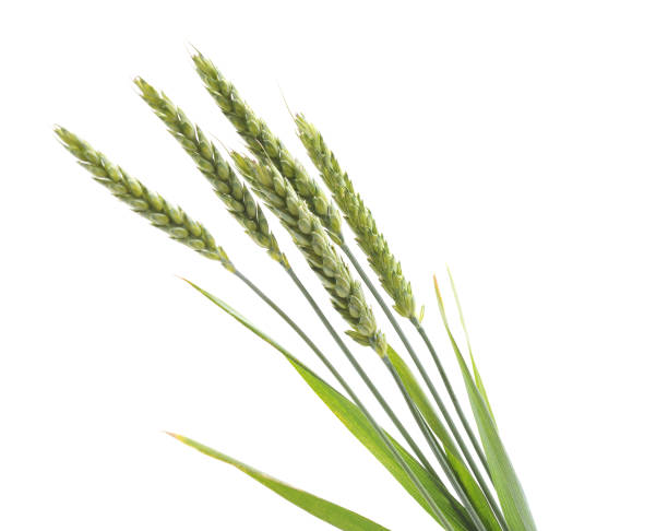 istock A bunch of grains. 984306528