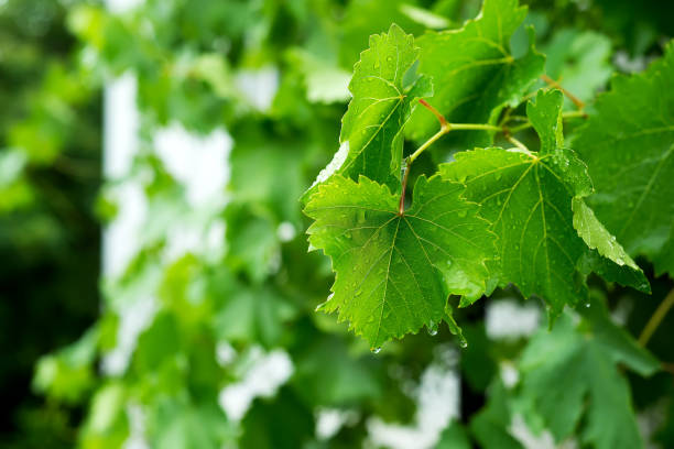 istock Beautiful green leaf texture with drops of water 984306760