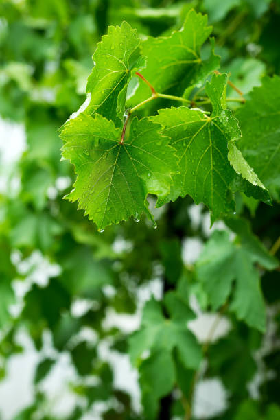 istock Beautiful green leaf texture with drops of water 984306816