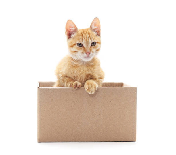 istock Little cat in the box. 984306874