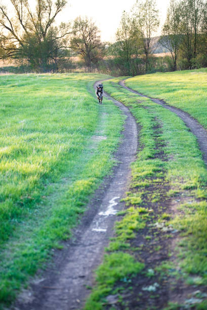 istock The dog runs on the road field 984307556