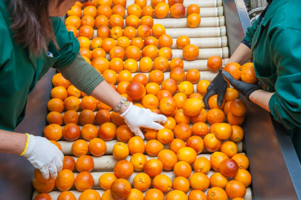 istock The working of citrus fruits 984313166