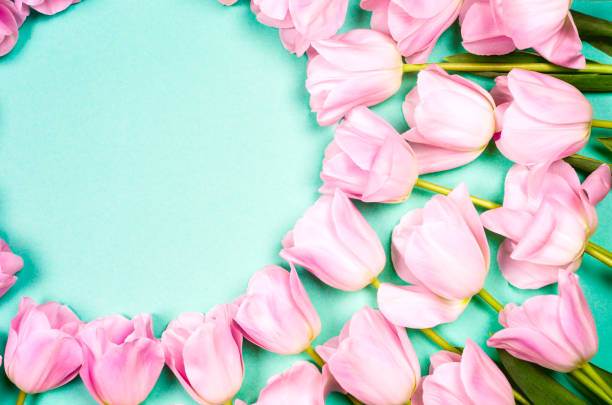 istock Pink tulips on the turquoise background. Flat lay, top view. Valentines background. Horizontal, copy space for text 984313782