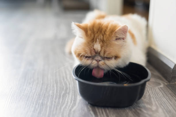 istock Exotic shorthair cat drink water in room 984313906