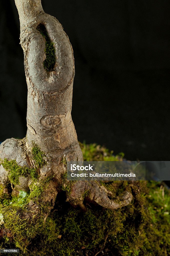 Trident Maple Bonsai Trunk  Backgrounds Stock Photo