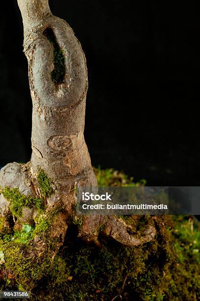 Trident Maple Bonsai Trunk Stock Photo - Download Image Now - Backgrounds, Black Color, Blue