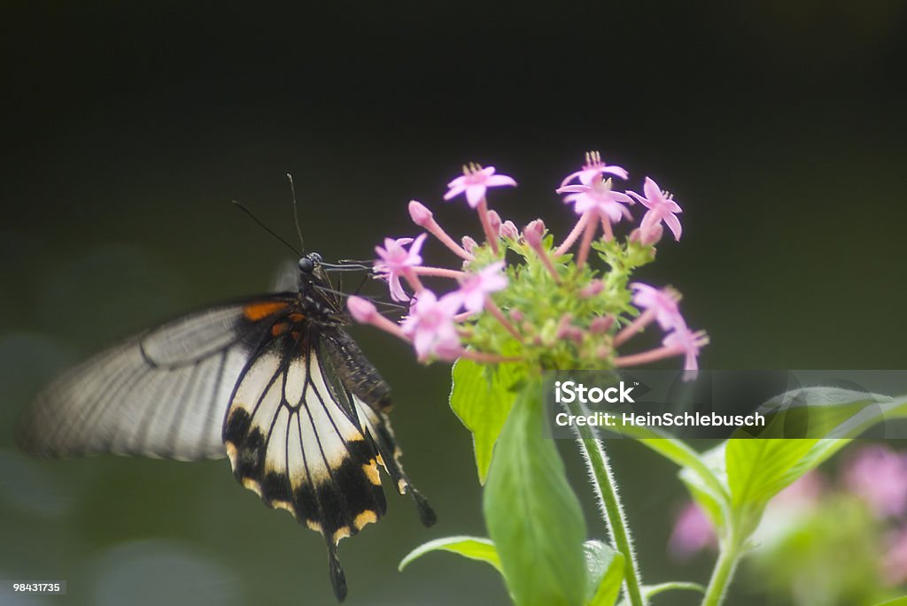 Borboleta preto e branco - Foto de stock de Animal royalty-free