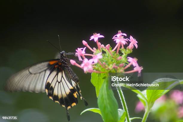 Foto de Borboleta Preto E Branco e mais fotos de stock de Animal - Animal, Asa animal, Beleza natural - Natureza