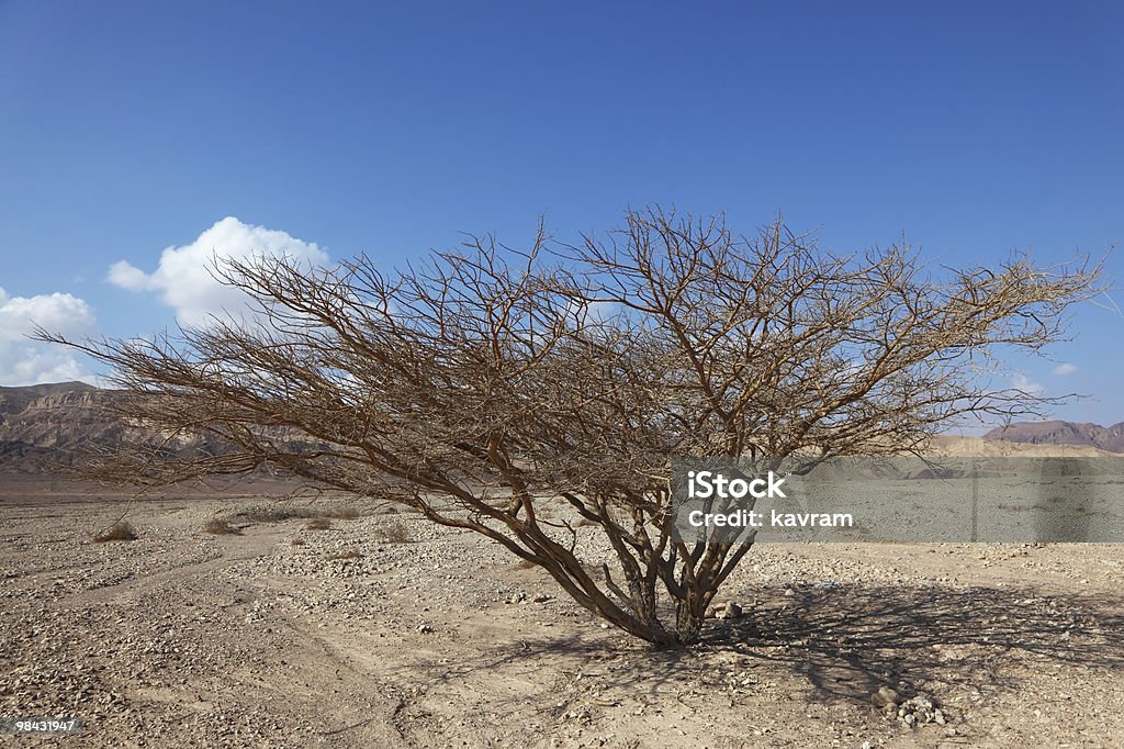 The tree in stone desert  Acacia Tree Stock Photo