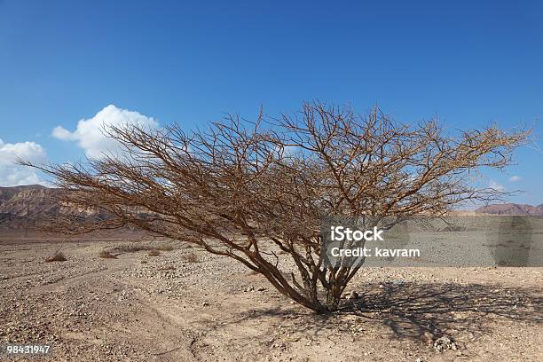 The Tree In Stone Desert Stock Photo - Download Image Now - Acacia Tree, Arid Climate, Climate