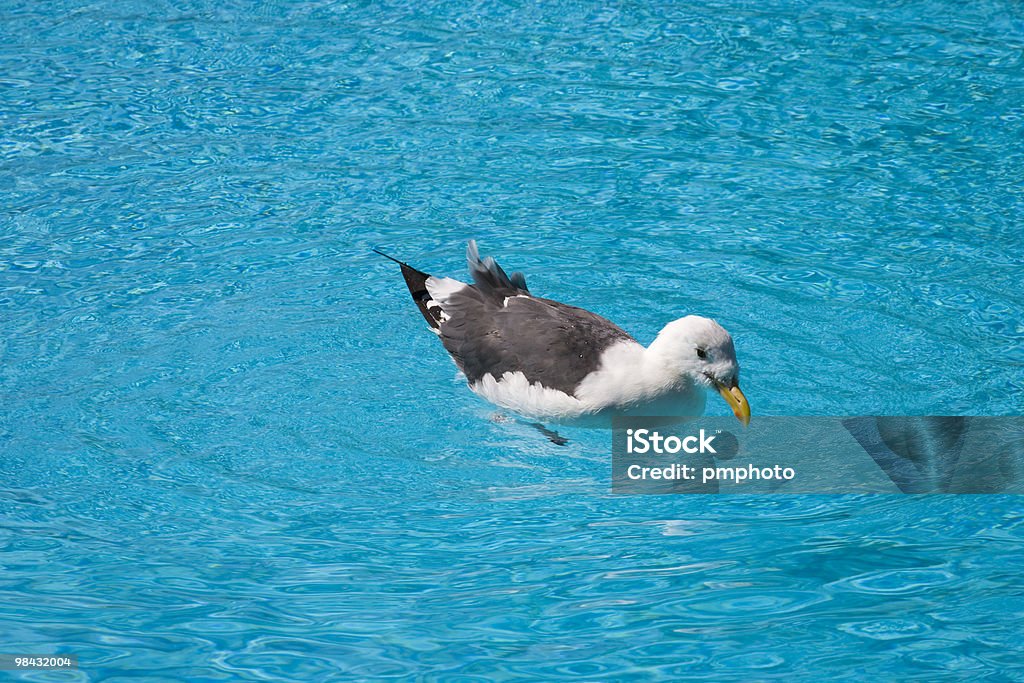 Seagull in swimming pool  Animal Stock Photo