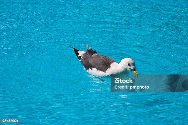 Seagull In Swimming Pool Stock Photo - Download Image Now - Animal, Animal Wing, Animals In The Wild
