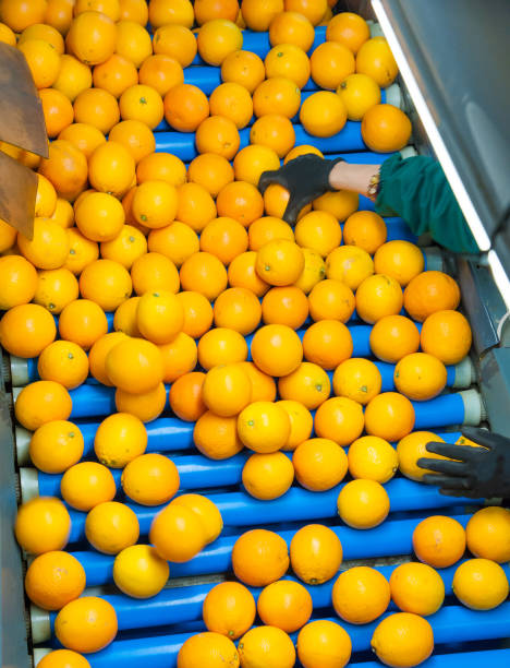 istock The working of citrus fruits 984320112