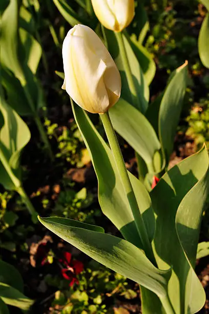 Photo of Tulip