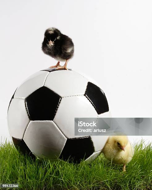 Soccer Stock Photo - Download Image Now - Easter, Soccer, Soccer Ball