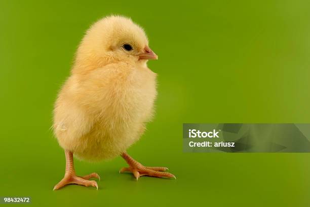 El Chick Foto de stock y más banco de imágenes de Amarillo - Color - Amarillo - Color, Animal, Animal joven
