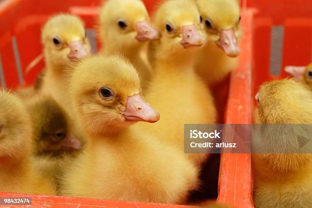 Photo libre de droit de Loie banque d'images et plus d'images libres de droit de Agriculture - Agriculture, Aile d'animal, Aliment