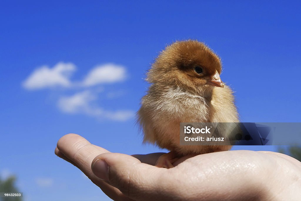 The chick  Agriculture Stock Photo