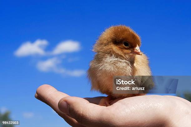 The Chick Stock Photo - Download Image Now - Agriculture, Animal, Animal Wing