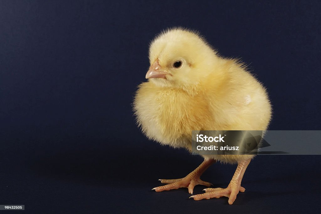 La chick - Foto stock royalty-free di Agricoltura