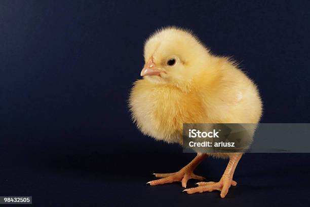 La Chick - Fotografie stock e altre immagini di Agricoltura - Agricoltura, Ala di animale, Animale