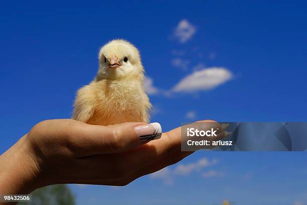 Цыпленок — стоковые фотографии и другие картинки Выглядывать - Выглядывать, Горизонтальный, Домашние куры
