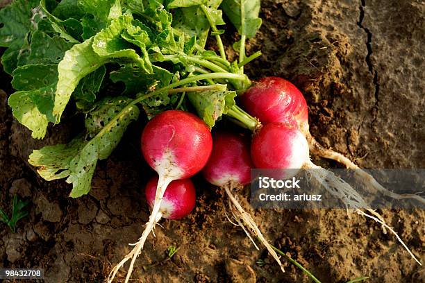 Radishes Stock Photo - Download Image Now - Flowerbed, Radish, Agriculture