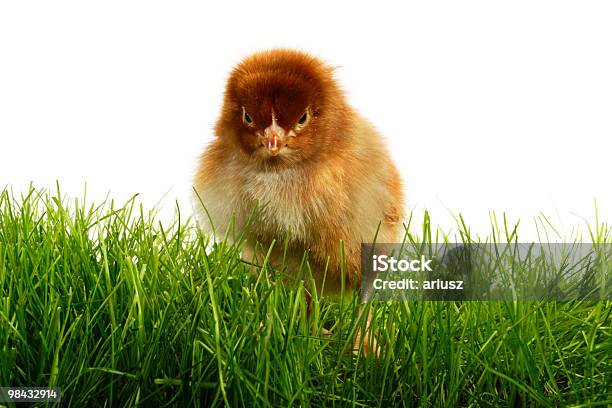 Easter Stock Photo - Download Image Now - Animal, April, Baby Chicken