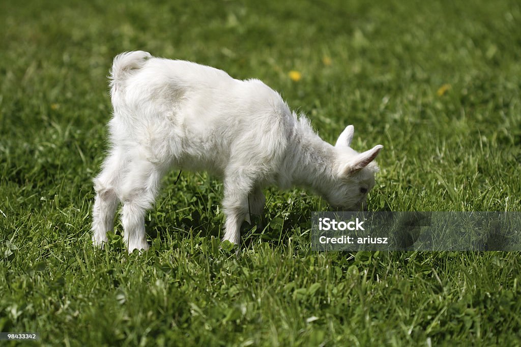 Goat  Agriculture Stock Photo
