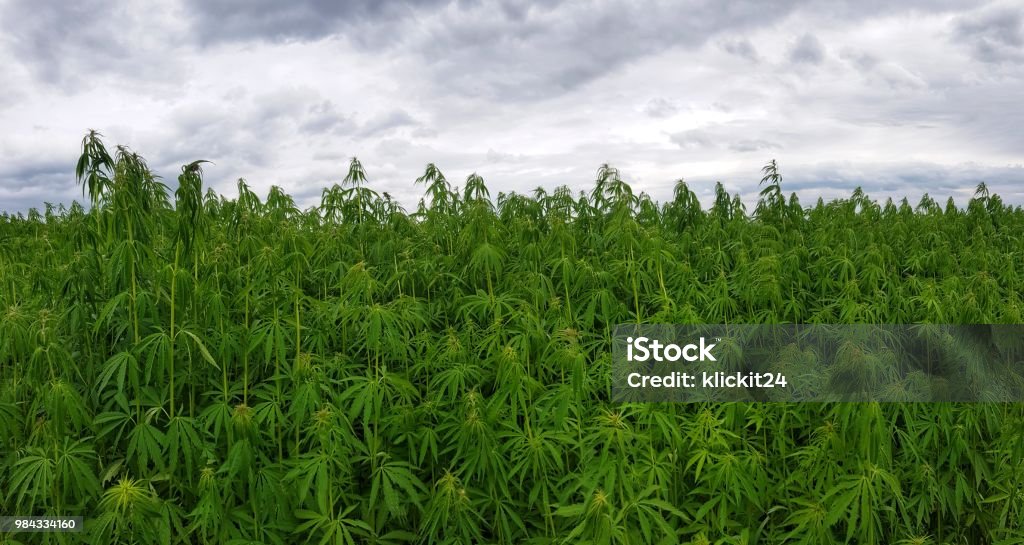 green canabis on marihuana field farm canabis leafes on a marihuana farm Agricultural Field Stock Photo