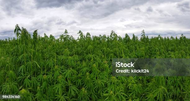 Green Canabis On Marihuana Field Farm Stock Photo - Download Image Now - Agricultural Field, Farm, Hemp