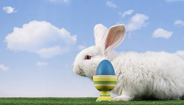 Easter Rabie 150+ Easterrabbit Stock Photos, Pictures & Royalty-Free Images - iStock
