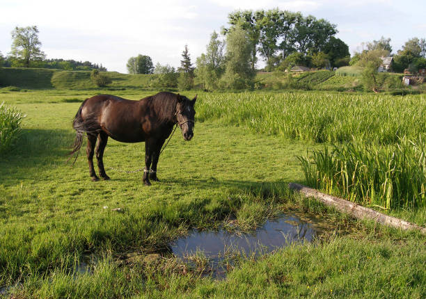 istock Summer landscape with a horse 984335104