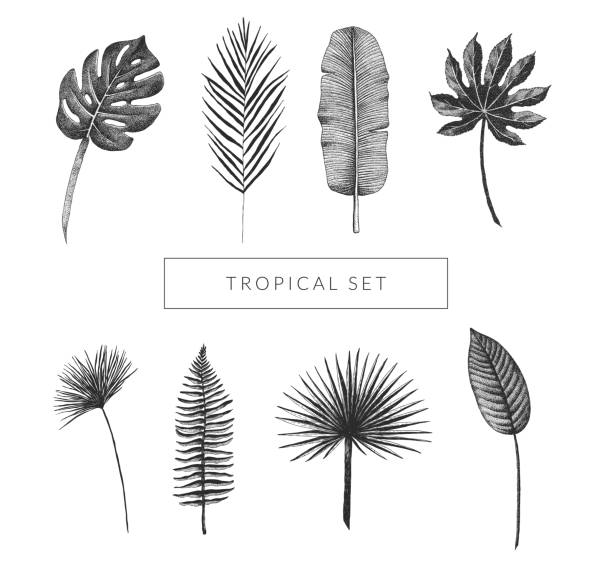 Tropical leaf collection. Vector set of hand drawn exotic plants. Monstera, fan palm, banana leaf, bird of paradise leaf, aralia, papyrus, fern frond. Vintage isolated floral graphic elements. Tropical leaf collection. Vector set of hand drawn exotic plants. Monstera, fan palm, banana leaf, bird of paradise leaf, aralia, papyrus, fern frond. Vintage isolated floral graphic elements. tropical climate illustrations stock illustrations