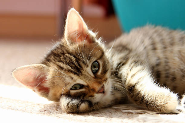 istock Small gray striped european shorthair cat 984339480