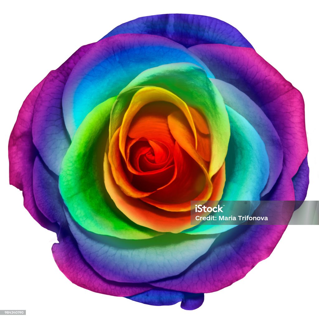 Isolated Object Of A Beautiful Rainbow Color Rose Flower On White ...