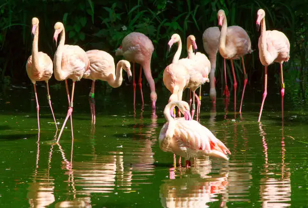 Photo of A group of Greater Flamingoes on a lake with good reflection in the water
