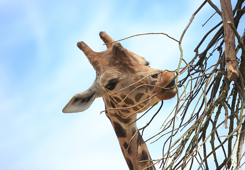 Close up of a giraffe munching on leaves