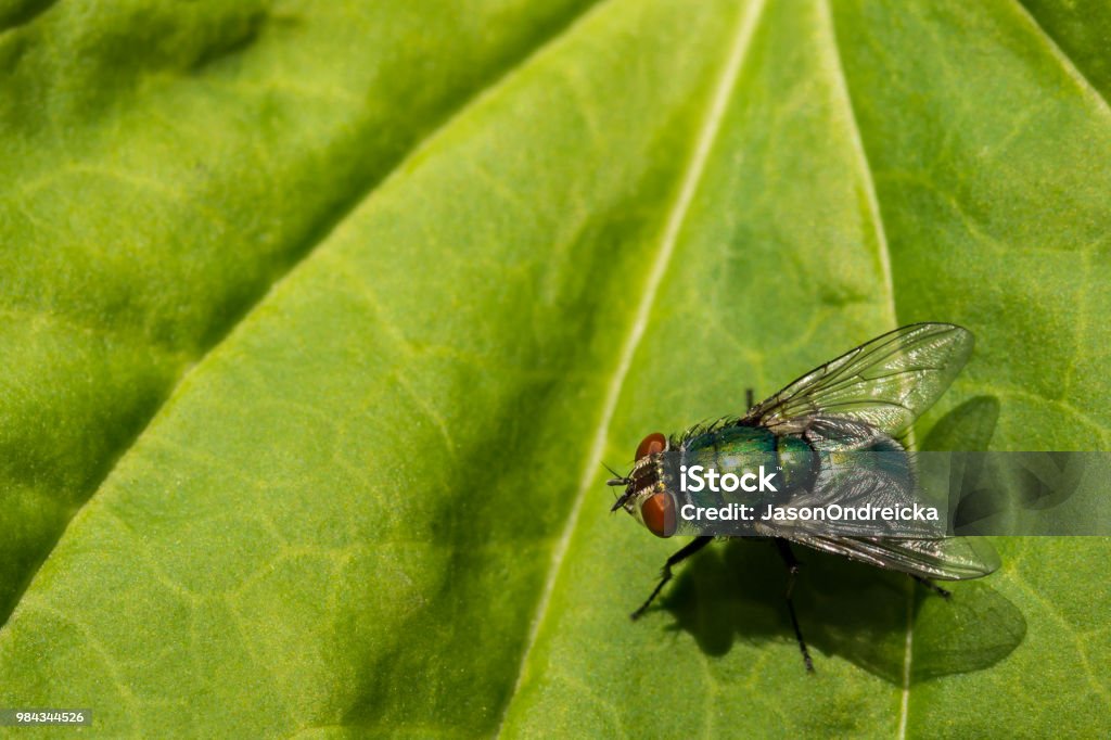 Vert bouteille Fly - Photo de Diptère libre de droits