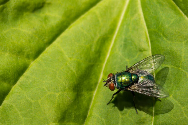Green Bottle Fly A close up of a Common Green Bottle Fly Shit Fly stock pictures, royalty-free photos & images