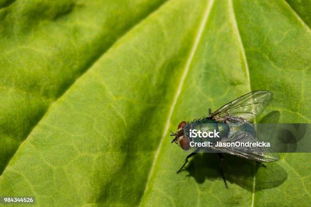 Green Bottle Fly Stock Photo - Download Image Now - Fly - Insect, Insect, Flying