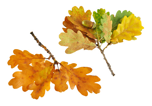 Two autumn oak branch isolated on white background
