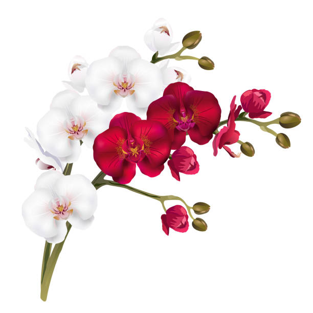 ilustraciones, imágenes clip art, dibujos animados e iconos de stock de rojos y blancos de orquídeas flores, ilustración vectorial realista. - moth orchid