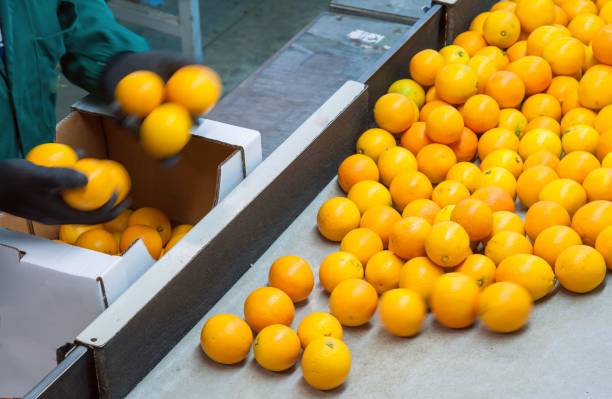 istock The working of citrus fruits 984347230