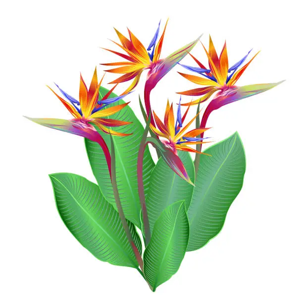 Vector illustration of Bird-of-paradise flowers (Strelitzia reginae), vector illustration.