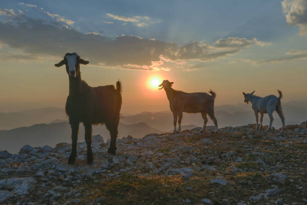 istock goats who live and feed on high 984347582